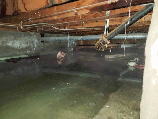 Best Professional water damage repair  in Saddlebrooke, AZ