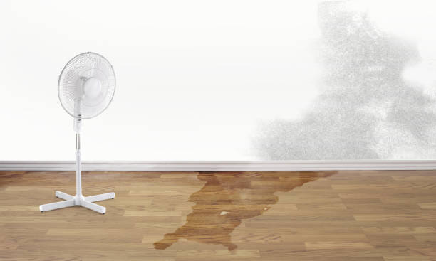 Best Mold removal after water damage  in Saddlebrooke, AZ